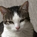 Profile photo of MeowMeow12345